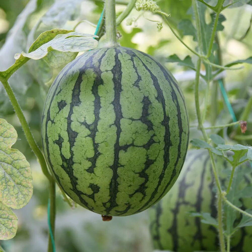 农情汇智联合社将过去品类单一"原汁原味"的农产品,打造成产销链条更