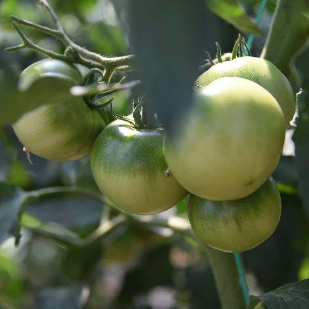 农情汇智联合社将过去品类单一"原汁原味"的农产品,打造成产销链条更