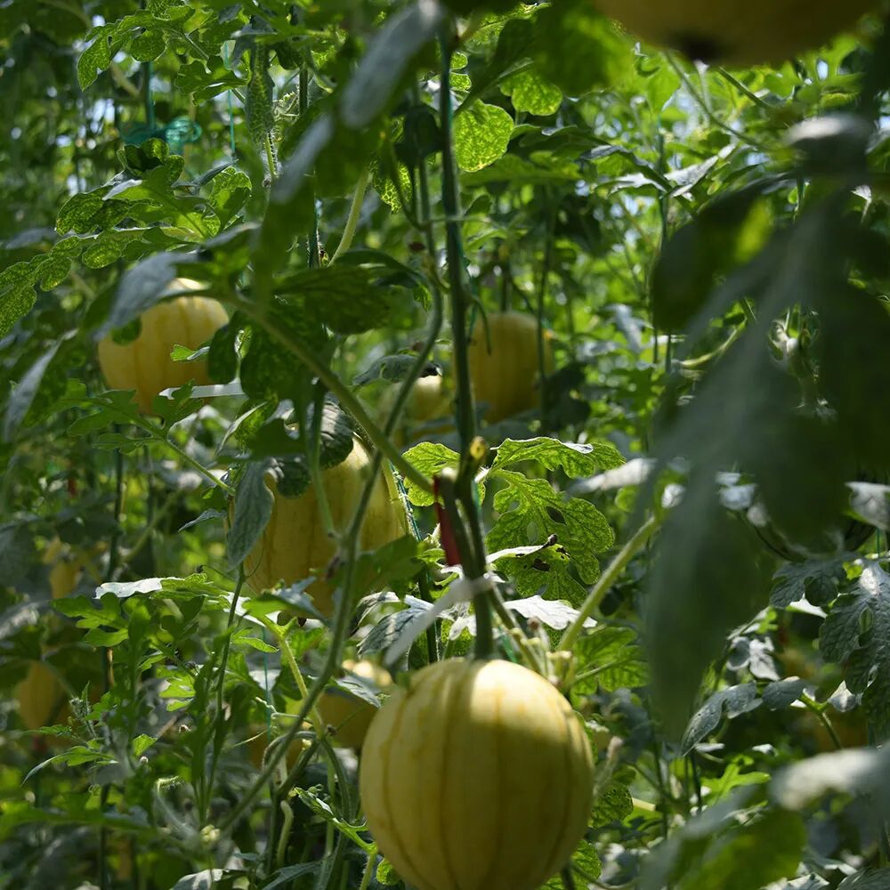 农情汇智联合社将过去品类单一"原汁原味"的农产品,打造成产销链条更