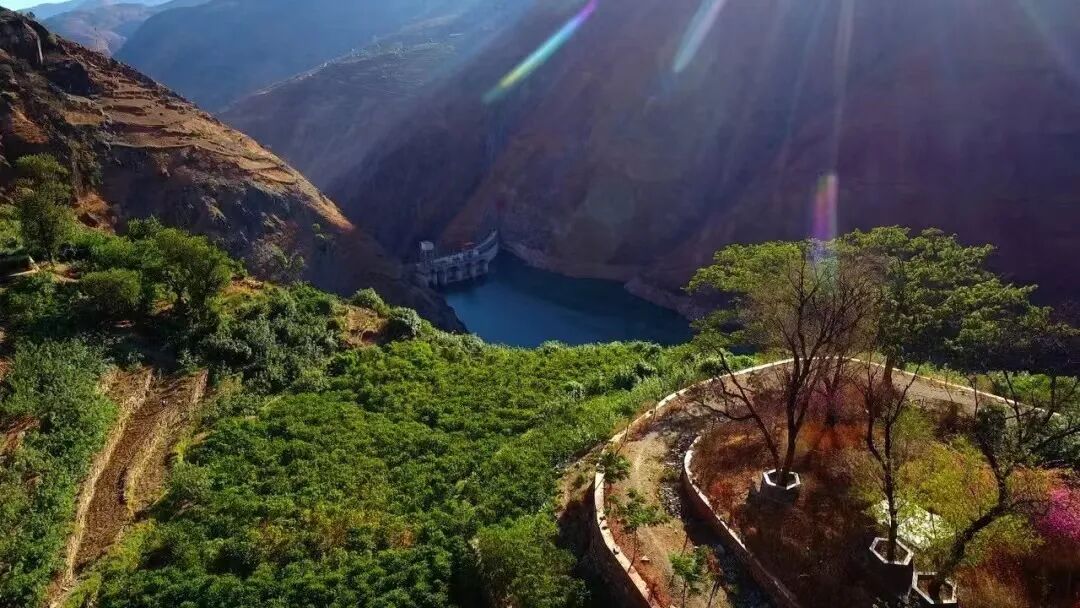 云南这些稀罕树每棵都是宝