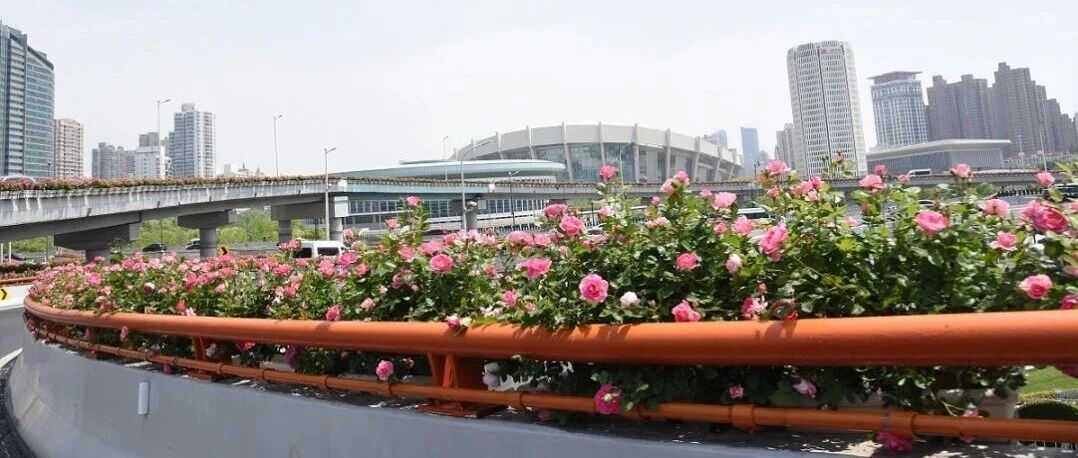 五一高架月季赏花图鉴