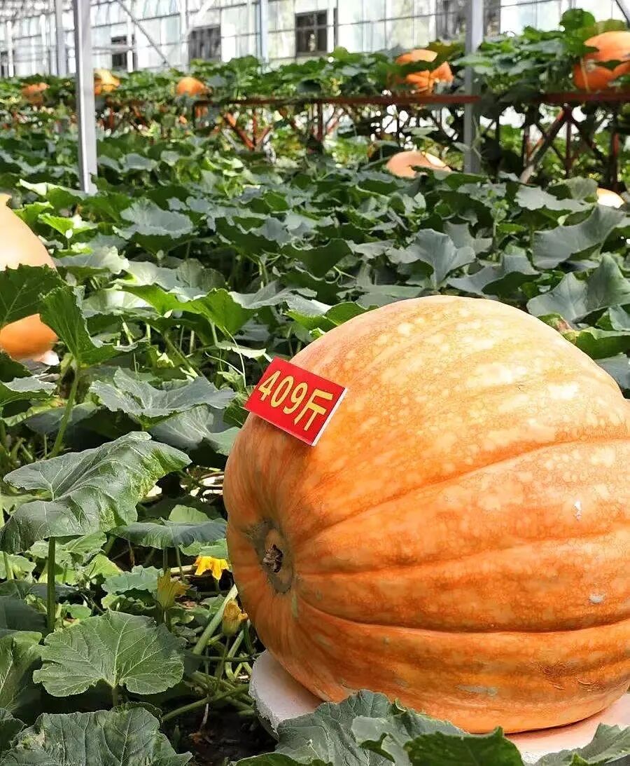 潍坊国际风筝节寿光蔬菜博览会新两岸三地摄影采风活动