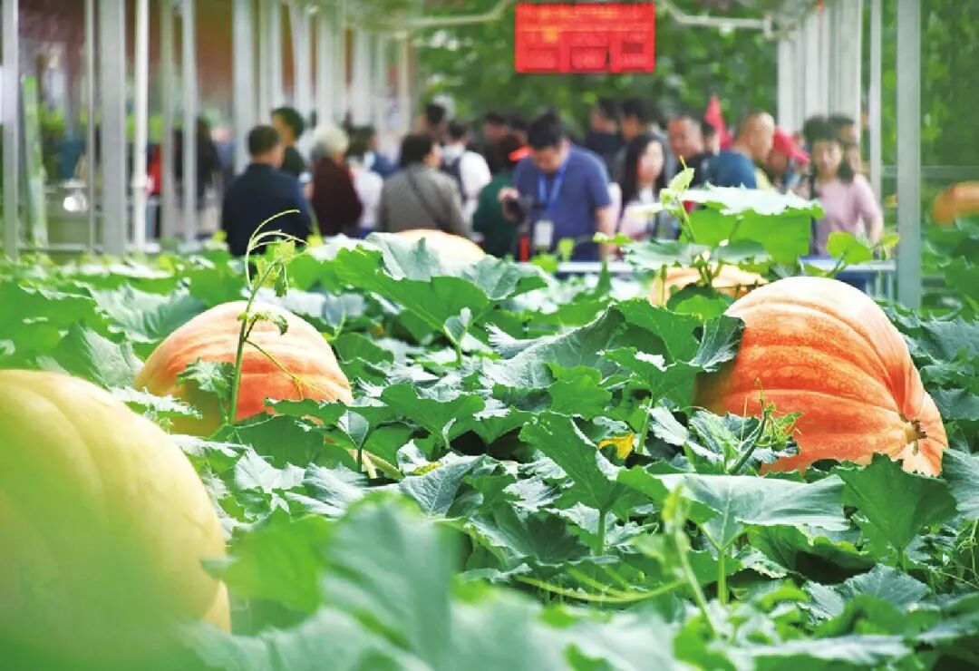 潍坊国际风筝节寿光蔬菜博览会新两岸三地摄影采风活动