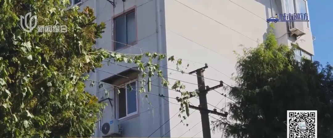藤蔓缠线瓜悬空 安全隐忧绕头顶[00-00-46][20261019-214955164].jpg