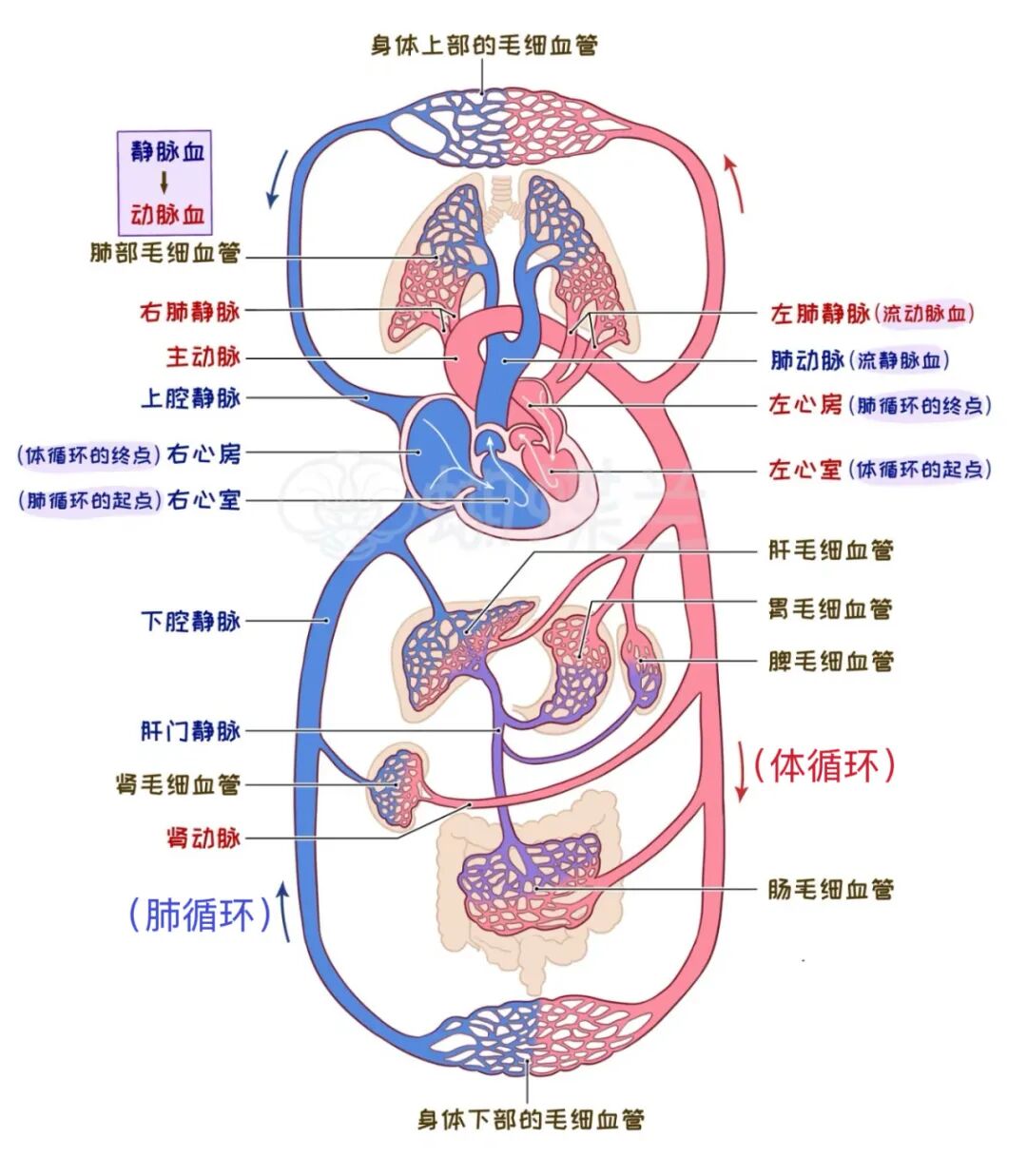 急性心肌梗死进行PCI的时间窗
