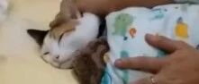 铲屎官给猫咪盖被子, 它抱着布偶马上就睡着了, 太乖啦!