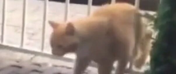 关于喵星人的成语，你懂几个？