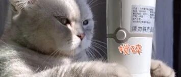 猫咪：不会吧！这么简单的月饼还有人学不会？