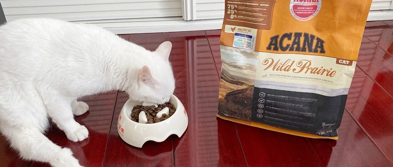 作为资深猫奴，有样东西必须选对！