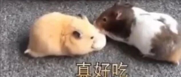 喵：这二鼠也太过分了，完全当朕不存在是吗？