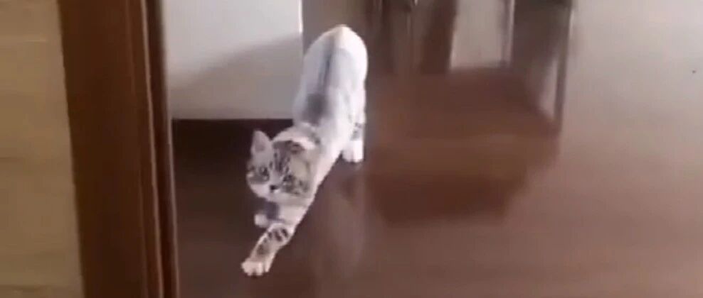 猫咪和铲屎官玩一二三木头人，你们猜谁赢了？