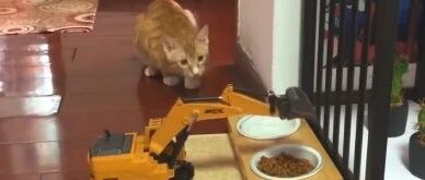 铲屎官用挖掘机偷走了喵星人的猫粮！喵眼神中充满了绝望！