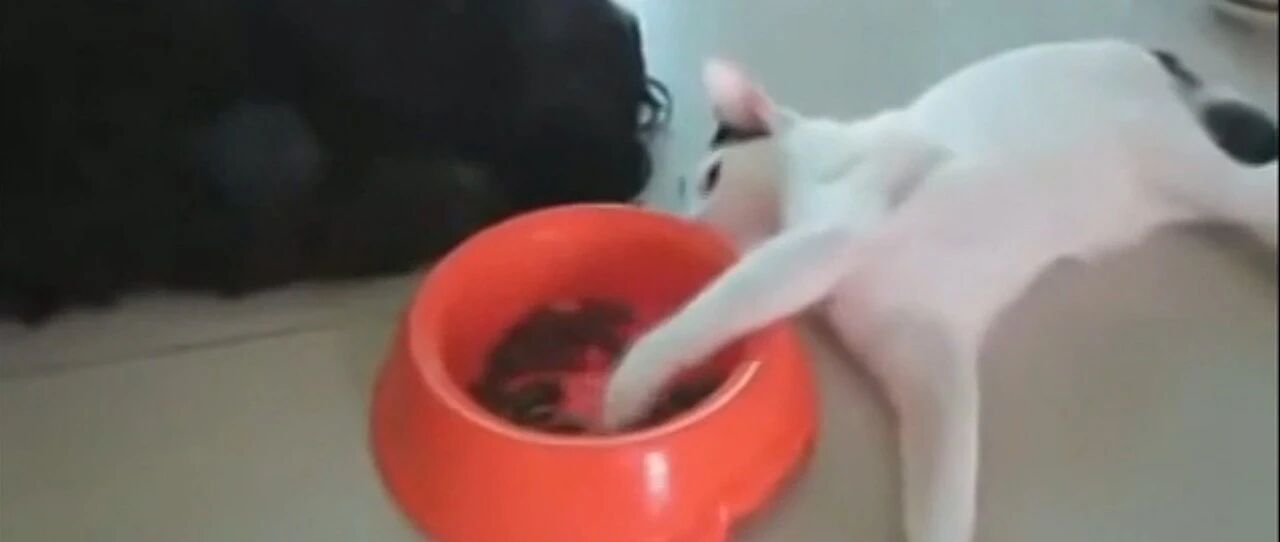 据说每一只喵星人都是蛇精病