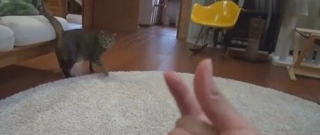 铲屎官一个假动作，小猫咪就这样被骗了。。。