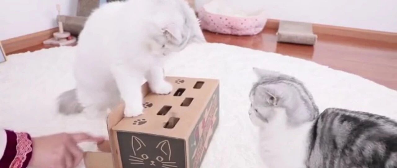 猫咪打地鼠比赛，铲屎官笑到岔气，最后输了的那只恼羞成怒