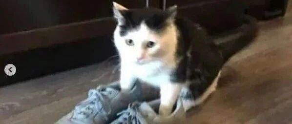 这些沙雕猫片经过插画师的二次创作，简直更萌了！