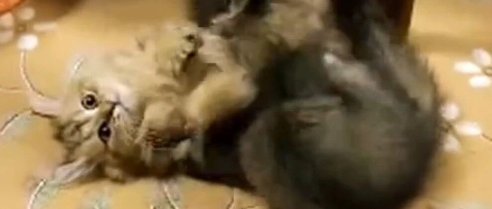 猫咪之间的战争，你出来，决一胜负！