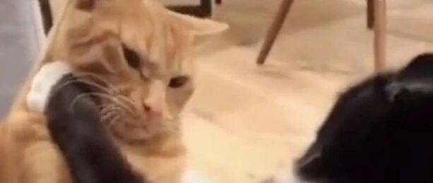 喵星人都是武林高手，勤学苦练真功夫！