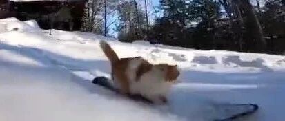 这只猫猫很喜欢滑雪，而且还滑得很厉害，太帅了！