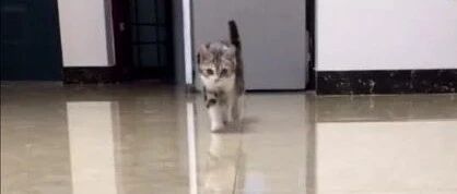 喵星人：这才是真正的猫步！要学就学朕！