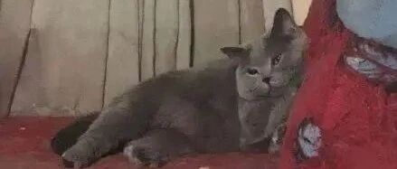 喵星人拆家能力有多强？！大型铲屎官崩溃现场