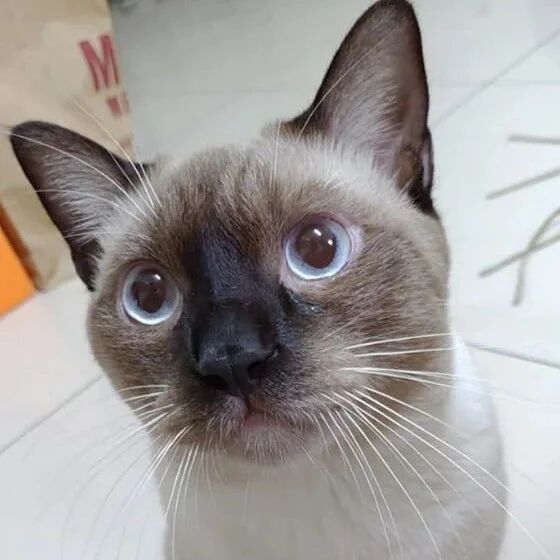 暹罗猫的颜值你永远无法预测！