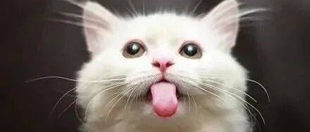 猫咪大型吐舌犯规现场！！！