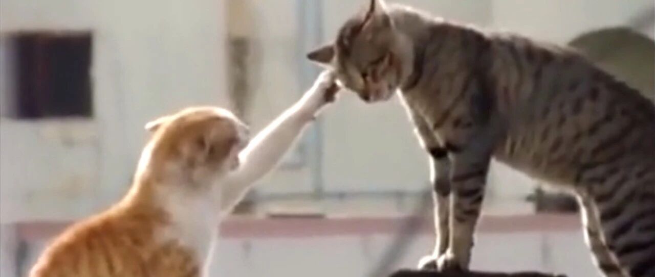 喵星人打架，最重要的是气势！