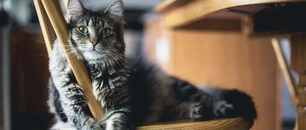 铲屎官与圣上的日常生活感悟，太真实了！