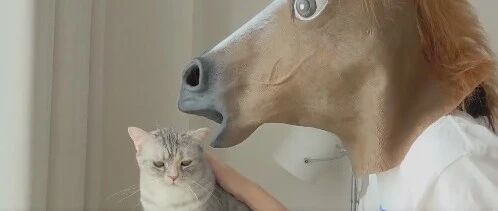 喵：朕一觉醒来，铲屎的竟然就成了一匹马！？