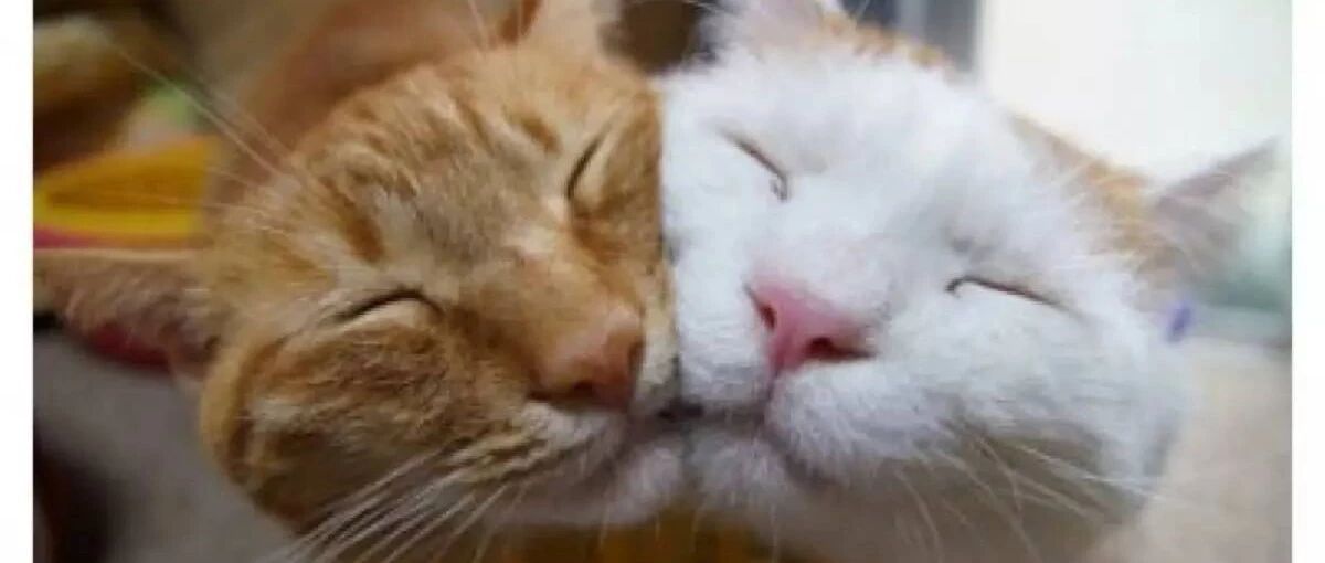 喵星人绝对能治愈你的各种毛病，你信吗？