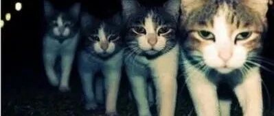 事实证明，喵星人终将统治世界