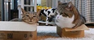 正常猫VS沙雕猫，总有些喵与众不同，不服不行！