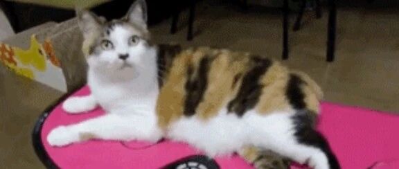 当喵星人遇上甩脂机，喵：还挺得劲！