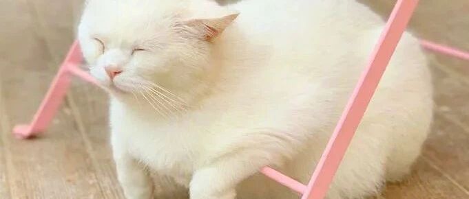 喵星人比懒大会！这不就是不想上班的铲屎官吗