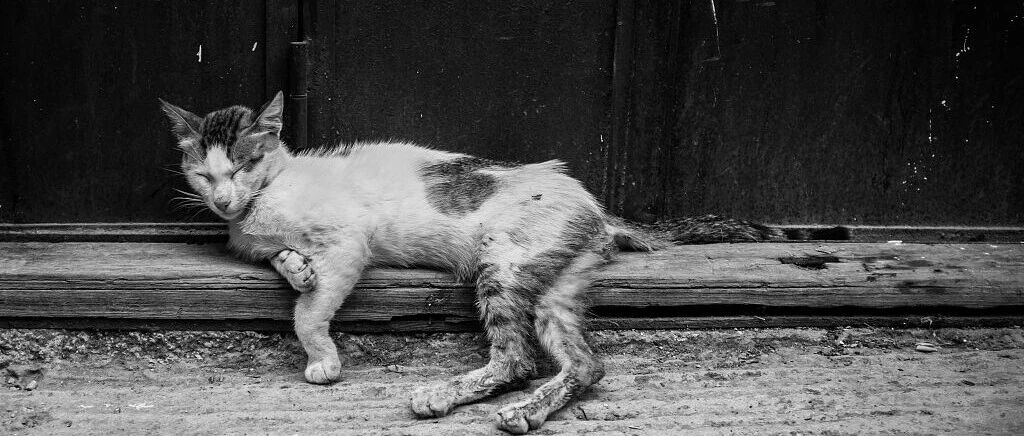 接诊一只怀疑被热水烫伤的流浪猫，这位主治医生辞职了......