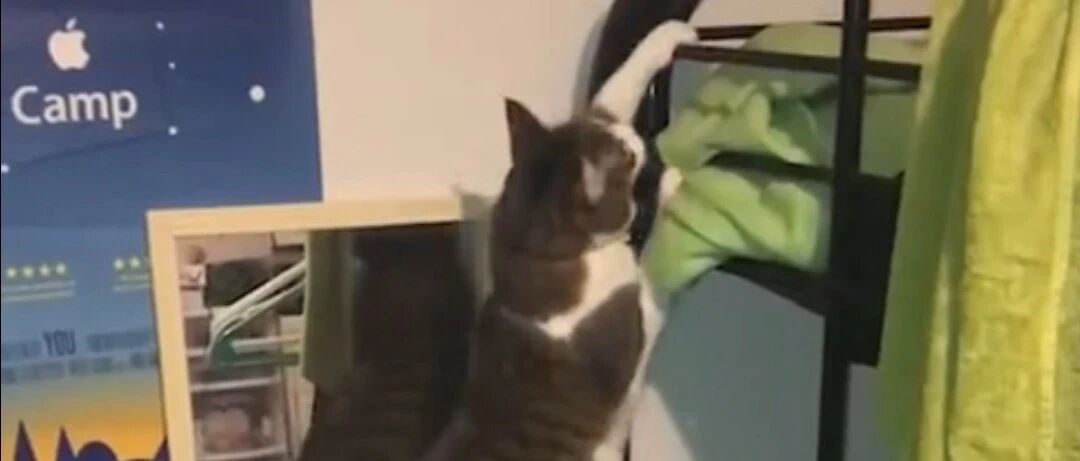 喵星人掉链子集锦，喵星人也有蠢萌的时候