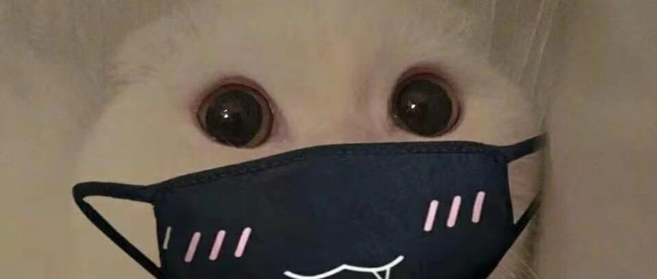 宅在家里的铲屎官和喵星人能做什么？