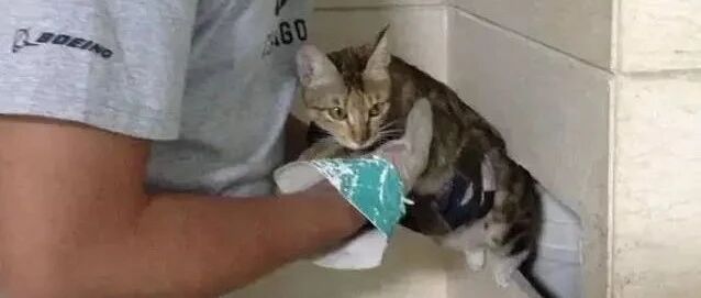 原来理工男是这样拯救小猫咪的