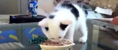 护食的小奶喵们，信不信朕一爪子pia飞你！