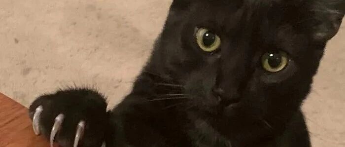 没有人能够逃得过猫咪的魔爪，没有人！！！