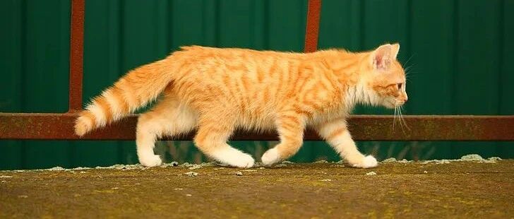 你还不知道猫车群？！！亏惨了，猫粮半价！