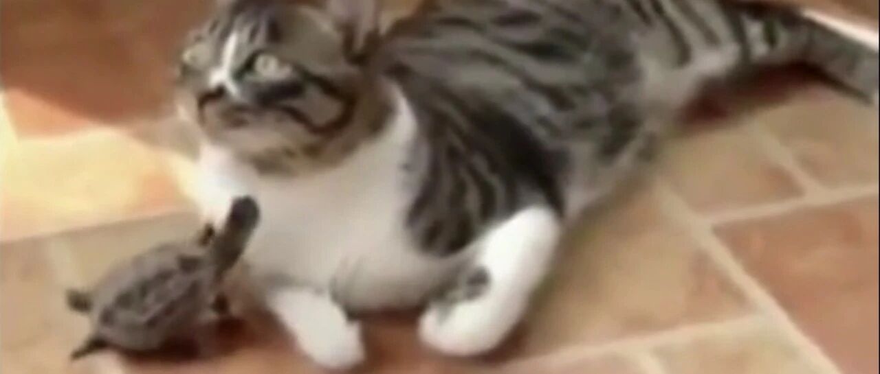 喵星人不想搭理小乌龟，小乌龟很有耐心