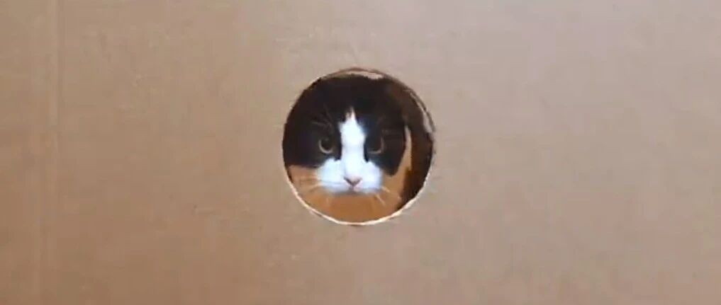 测试一下喵星人到底可以通过多小的洞，最后那抽抽搐的jiojio笑死了