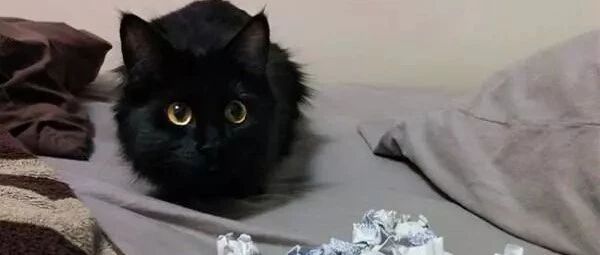 喵星人都是收藏家？铲屎官晒出自家猫的藏品，真是让人目瞪口呆！