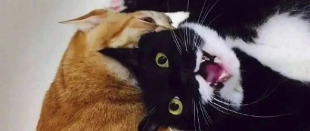 大橘惹不起，哪怕你是喵届小警长！