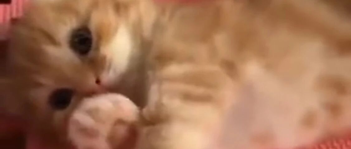 卖萌的小橘喵，这撩人的功力太深厚