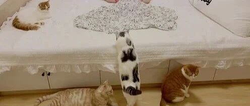 一大群猫咪陪着，这才是大户人家的午睡方式！