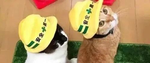 北方猫取暖靠暖气，南方猫靠一身正气！