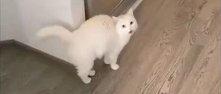 学铲屎官说俄语的猫咪，这弹舌音萌到不行